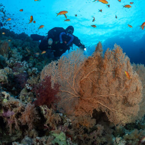 Rebreather diver behind a giant sea fan among anthias, Police Station Drift (Giftun), Red Sea, Egypt