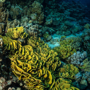 Colonie de corail laitue jaune sur le récif, Police Station Drift (Giftun), mer Rouge, Égypte