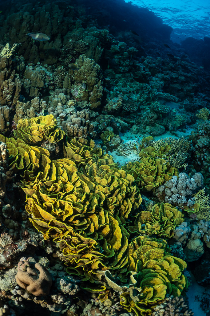 Yellow disc coral colony on the reef, Police Station Drift (Giftun), Red Sea, Egypt