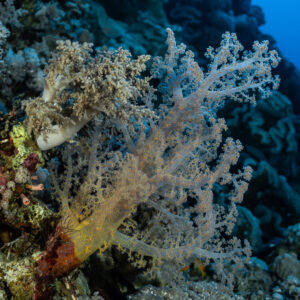 Corail mou pâle sur une pente récifale, Panorama Reef, mer Rouge, Égypte