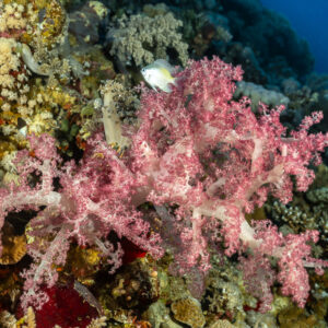 Corail mou rose parmi les coraux durs, Panorama Reef, mer Rouge, Égypte