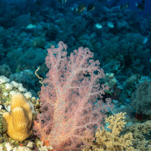 Corail mou rose sur un pinacle récifal, Panorama Reef, mer Rouge, Égypte