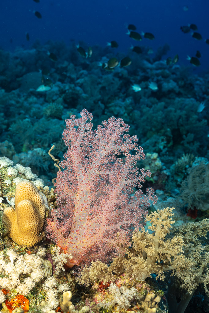 Corail mou rose sur un pinacle récifal, Panorama Reef, mer Rouge, Égypte