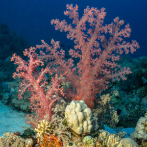 Corail mou rose au bord d'une plage de sable, Panorama Reef, mer Rouge, Égypte