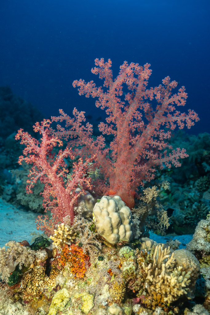 Corail mou rose au bord d'une plage de sable, Panorama Reef, mer Rouge, Égypte