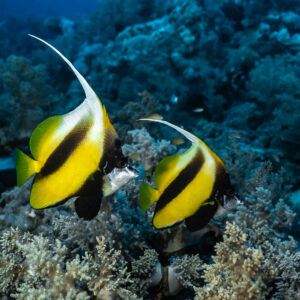 Couple de poissons-cochers de mer Rouge nageant au-dessus du récif, Panorama Reef, mer Rouge, Égypte