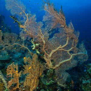 Giant sea fans on a reef slope, Panorama Reef, Red Sea, Egypt