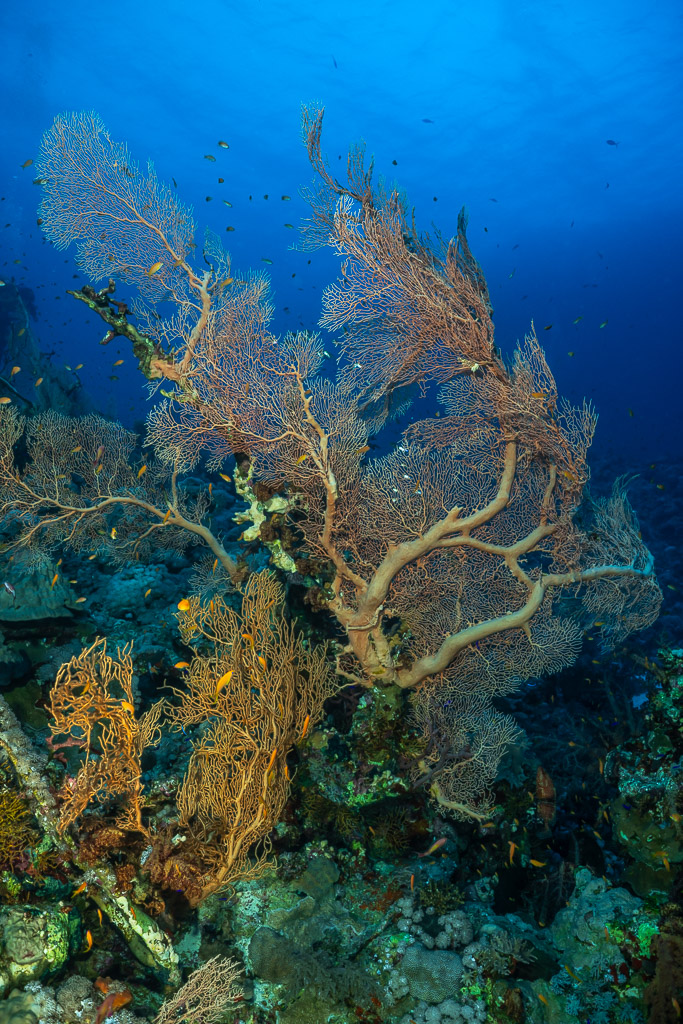 Giant sea fans on a reef slope, Panorama Reef, Red Sea, Egypt