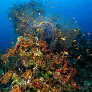 Coral pinnacle crowned with a giant sea fan and anthias, Panorama Reef, Red Sea, Egypt