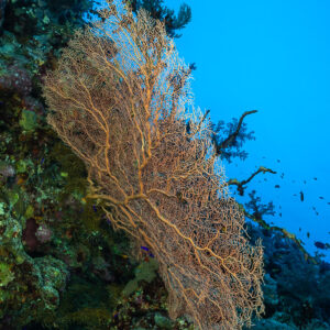 Giant sea fan seen edge-on along a reef wall, Panorama Reef, Red Sea, Egypt