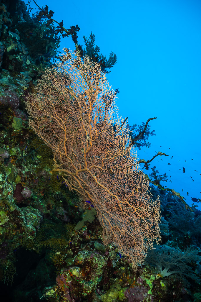 Giant sea fan seen edge-on along a reef wall, Panorama Reef, Red Sea, Egypt