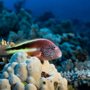 Poisson-faucon de Forster posé sur un corail dur, Panorama Reef, mer Rouge, Égypte