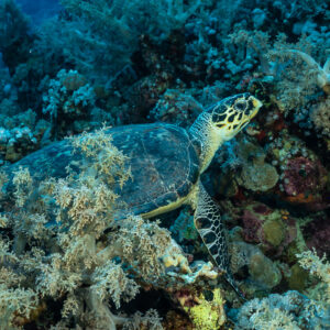 Tortue imbriquée au repos parmi les coraux mous, Panorama Reef, mer Rouge, Égypte