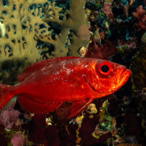 Beauclaire à queue en croissant rouge devant un corail de feu, Panorama Reef, mer Rouge, Égypte