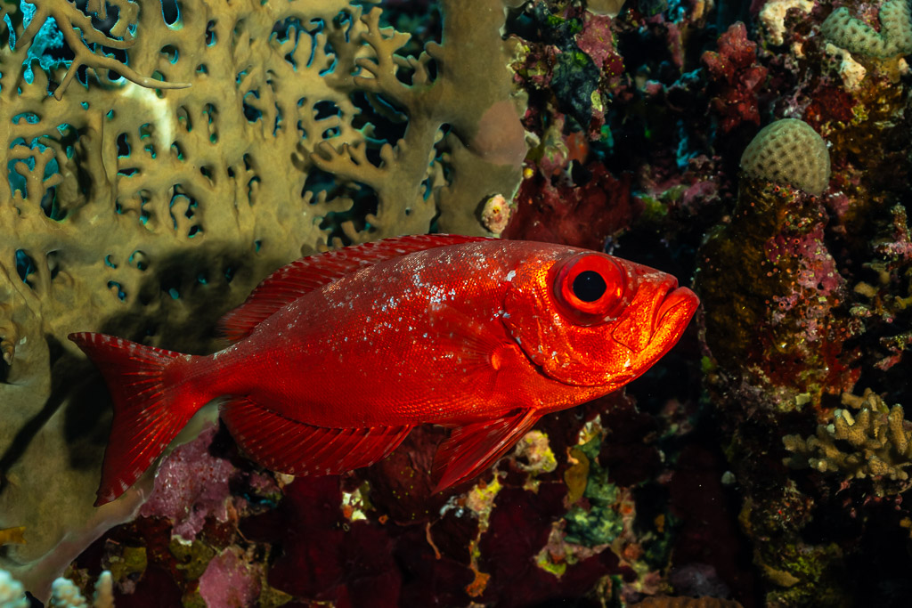 Beauclaire à queue en croissant rouge devant un corail de feu, Panorama Reef, mer Rouge, Égypte