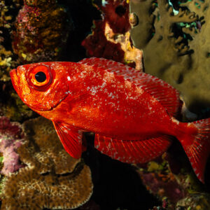 Beauclaire à queue en croissant rouge dans une crevasse, de profil, Panorama Reef, mer Rouge, Égypte