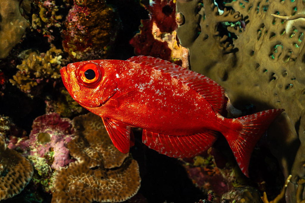Beauclaire à queue en croissant rouge dans une crevasse, de profil, Panorama Reef, mer Rouge, Égypte