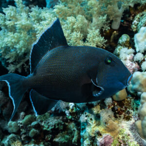 Baliste à dents rouges nageant devant des coraux mous, Panorama Reef, mer Rouge, Égypte