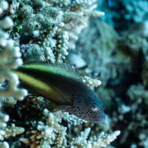Poisson-faucon de Forster caché dans un corail branchu, Panorama Reef, mer Rouge, Égypte