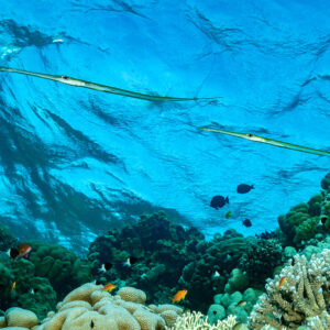 Two bluespotted cornetfish cruising below the surface, Panorama Reef, Red Sea, Egypt