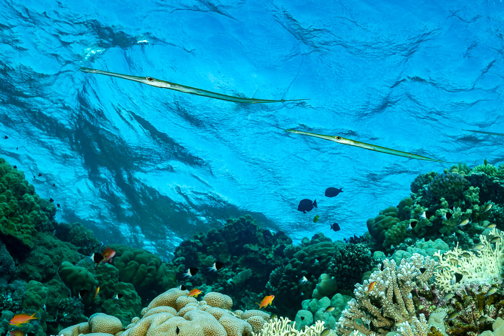 Two bluespotted cornetfish cruising below the surface, Panorama Reef, Red Sea, Egypt