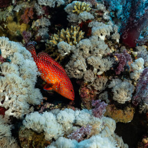 Coral grouper among soft corals, Abu Kefan North, Red Sea, Egypt