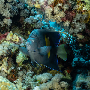 Yellowbar angelfish in a coral garden, Abu Kefan North, Red Sea, Egypt