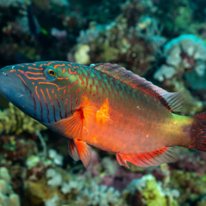 Broomtail wrasse in full colour over the reef, Abu Kefan North, Red Sea, Egypt