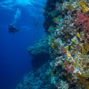 Diver along a reef wall covered in soft corals, Abu Kefan North, Red Sea, Egypt