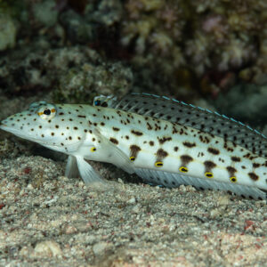 Speckled sandperch resting on sand at night, Mangrove Bay, Red Sea, Egypt