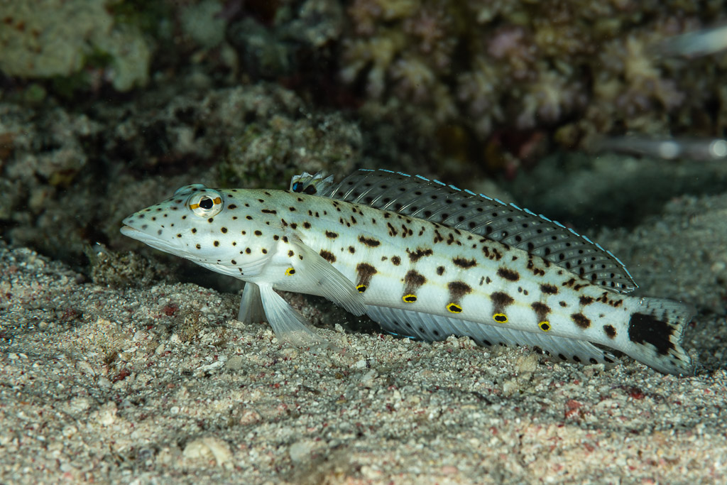 Speckled sandperch resting on sand at night, Mangrove Bay, Red Sea, Egypt