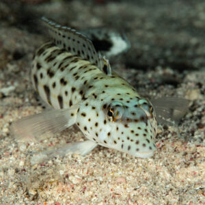 Speckled sandperch facing the camera at night, Mangrove Bay, Red Sea, Egypt