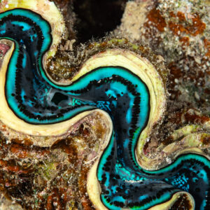 Mantle of a giant clam in turquoise and black, Mangrove Bay, Red Sea, Egypt