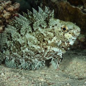 Poisson-lapin marbré en livrée nocturne sur le sable, Mangrove Bay, mer Rouge, Égypte