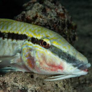 Red Sea goatfish head close-up at night, Mangrove Bay, Red Sea, Egypt