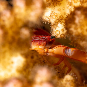 Coral guard crab sheltering in its coral host, Mangrove Bay, Red Sea, Egypt