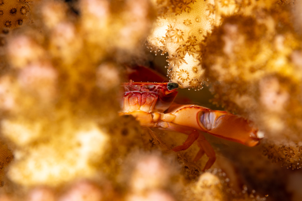 Crabe gardien abrité dans son corail hôte, Mangrove Bay, mer Rouge, Égypte