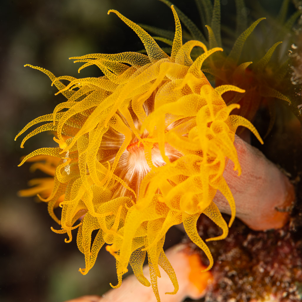 Polype de corail soleil déployé, de nuit, Mangrove Bay, mer Rouge, Égypte