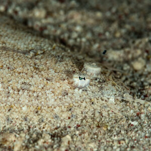 Sole de Moïse enfouie dans le sable, seuls les yeux dépassent, Mangrove Bay, mer Rouge, Égypte