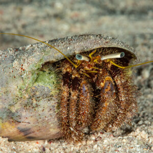 Bernard-l'ermite sortant de sa coquille, de nuit, Mangrove Bay, mer Rouge, Égypte