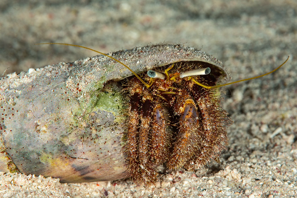 Bernard-l'ermite sortant de sa coquille, de nuit, Mangrove Bay, mer Rouge, Égypte