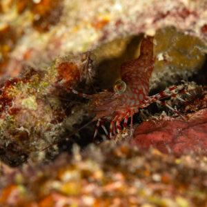 Reticulated hinge-beak shrimp in a reef crevice, Mangrove Bay, Red Sea, Egypt