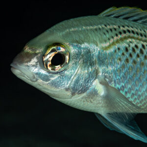 Silver fish with a large eye, head close-up at night, Mangrove Bay, Red Sea, Egypt