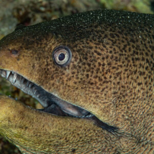 Giant moray head close-up with open mouth, Mangrove Bay, Red Sea, Egypt