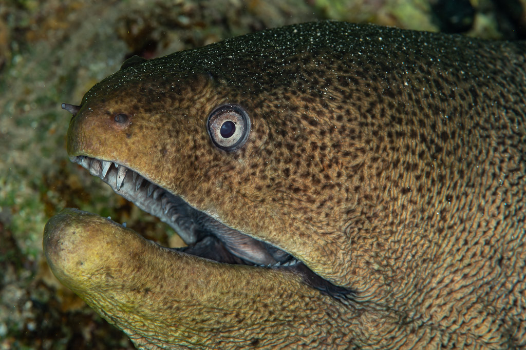 Giant moray head close-up with open mouth, Mangrove Bay, Red Sea, Egypt
