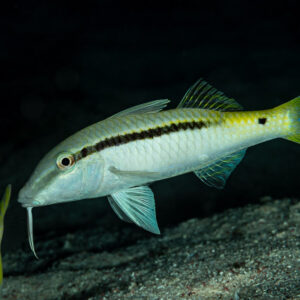 Rouget de mer Rouge nageant au-dessus du sable, de nuit, Mangrove Bay, mer Rouge, Égypte