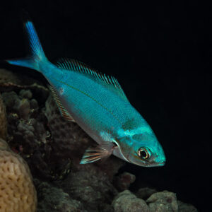 Lunar fusilier in blue night colours, Mangrove Bay, Red Sea, Egypt