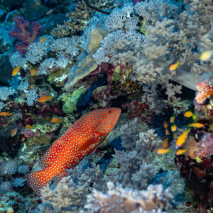 Coral grouper hunting among anthias on the reef, Daedalus, Red Sea, Egypt