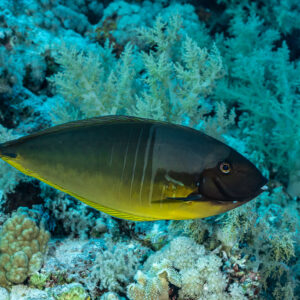 Unicornfish swimming past soft corals, Daedalus, Red Sea, Egypt