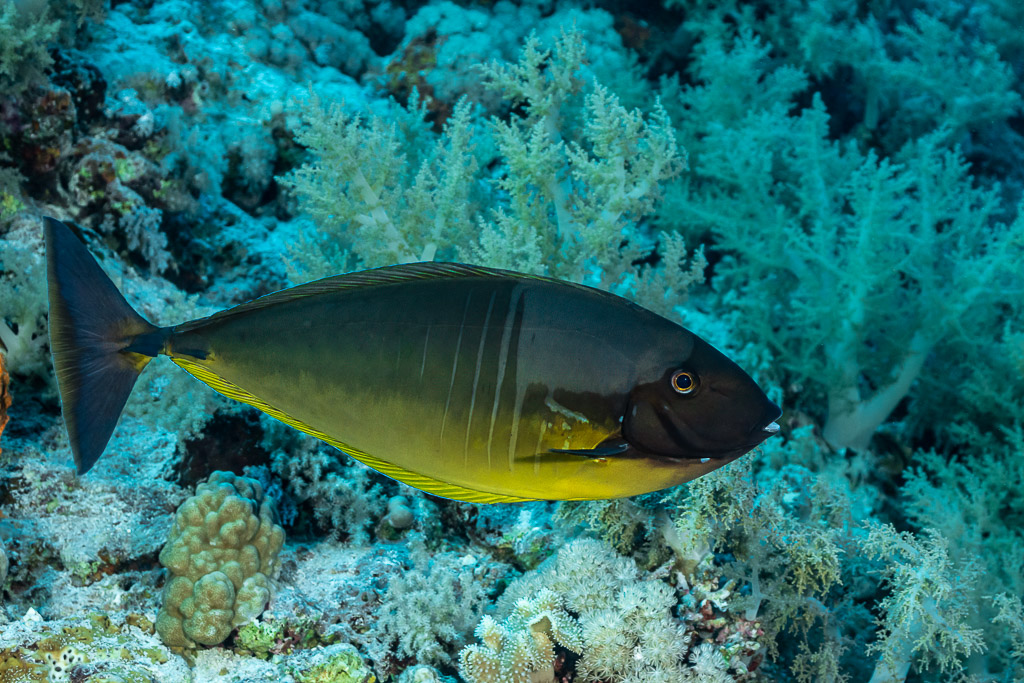Unicornfish swimming past soft corals, Daedalus, Red Sea, Egypt